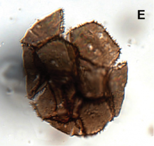 micro 4