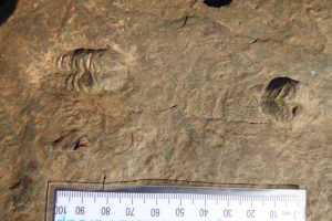 Fig.2-small