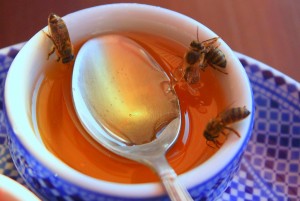 Selv drapsbier liker søt honning. Foto: Evan Bench, Creative commons
