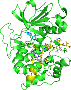 Tegneserie-representasjon av protein kinase A (PKA), en av de best studerte protein kinasene i kroppen vår.