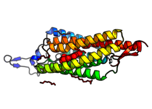 rhodopsin with retinal bound