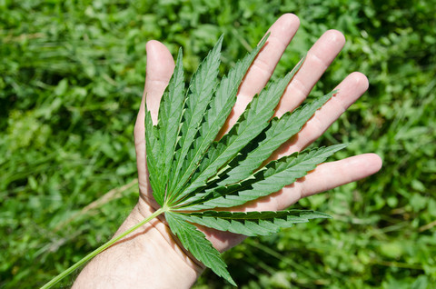 Cannabis sativa, marihuanaplanten, har vært brukt i hvert fall siden 2000 år f.Kr. for rekreasjon og til medisinsk bruk. Marihuana er tørkede blader og blomstertopper, mens hasj er den ekstraherte harpiksen til planten. Illustrasjonsfoto: Colourbox