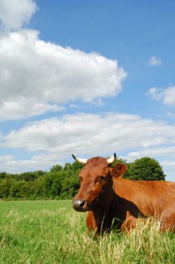 over 63.000 tonn, brukes som fôr-tilskudd for å øke kjøttmengden til kveg, griser og fjærkre. Friske dyr som får antibiotika i fôret vokser omtrent to til tre prosent raskere, noe som gir økt fortjeneste. Illustrasjonsfoto: www.colourbox.com