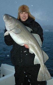 Atlantic cod (photo: K. Præbel)