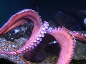 Octopus
